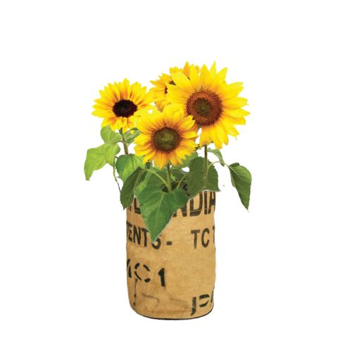 Grow bag flowers or herbs - Image 3
